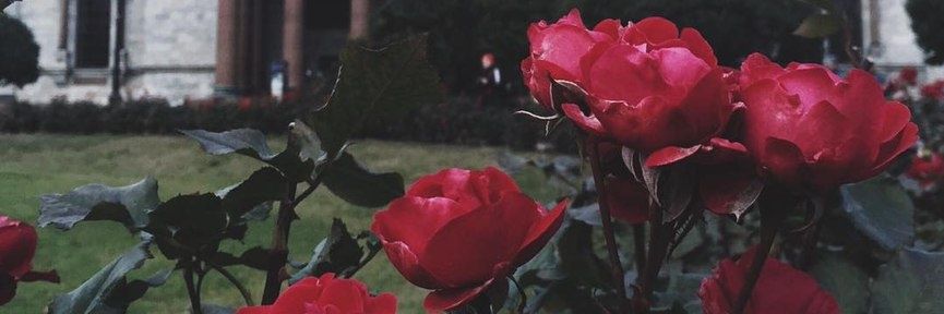 Iaceyjames's profile banner image