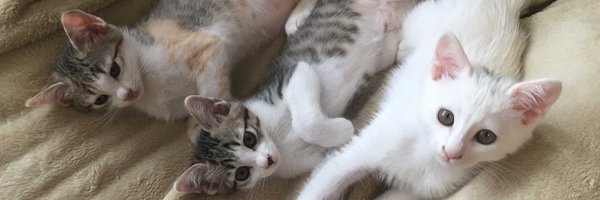 Primo Profile Banner