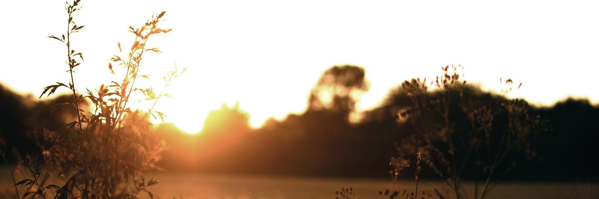 Kaylo banner