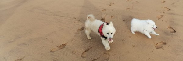 Aichadell Profile Banner