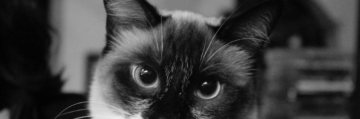 melissadstone's profile banner image