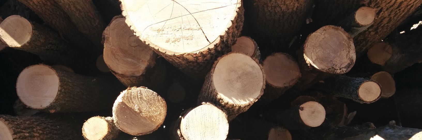 Michelle Terry banner