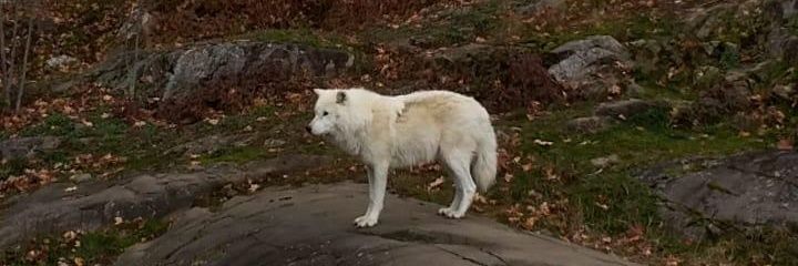 La niña del volcán banner