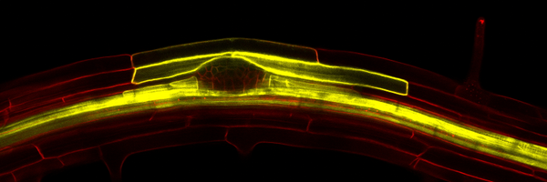 PeretLab Profile Banner