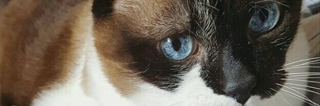 DanielaaOsorio_'s profile banner image