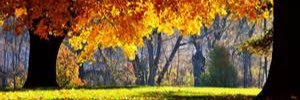 cwallaby's profile banner image
