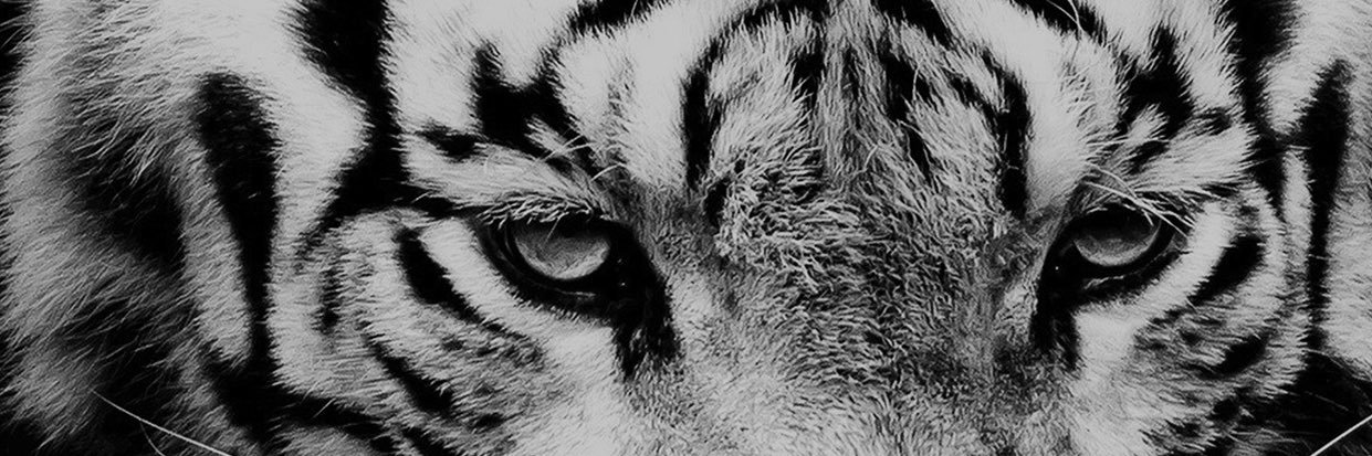 ManuGiava's profile banner image