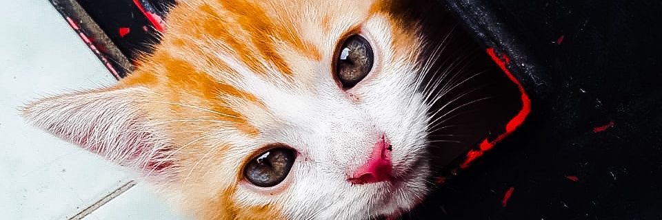 rakalthfi's profile banner image