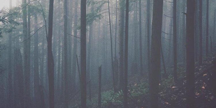 🥭 banner