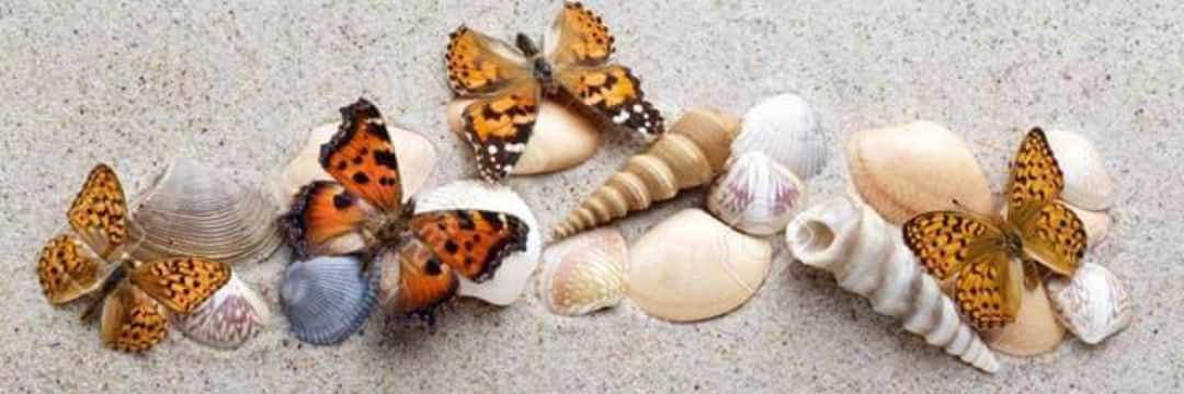 Telles 🦋🌪️⚡️ banner