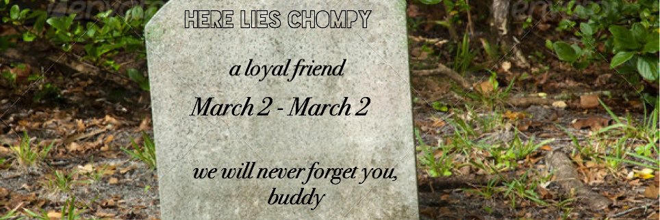 squirrelchompy's profile banner image