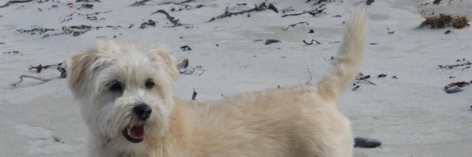 Puppy Gorgeous banner