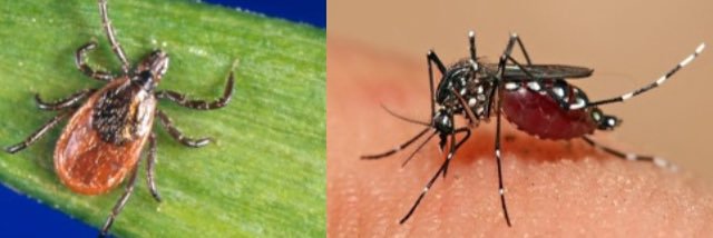 Jean-Paul Paluzzi banner