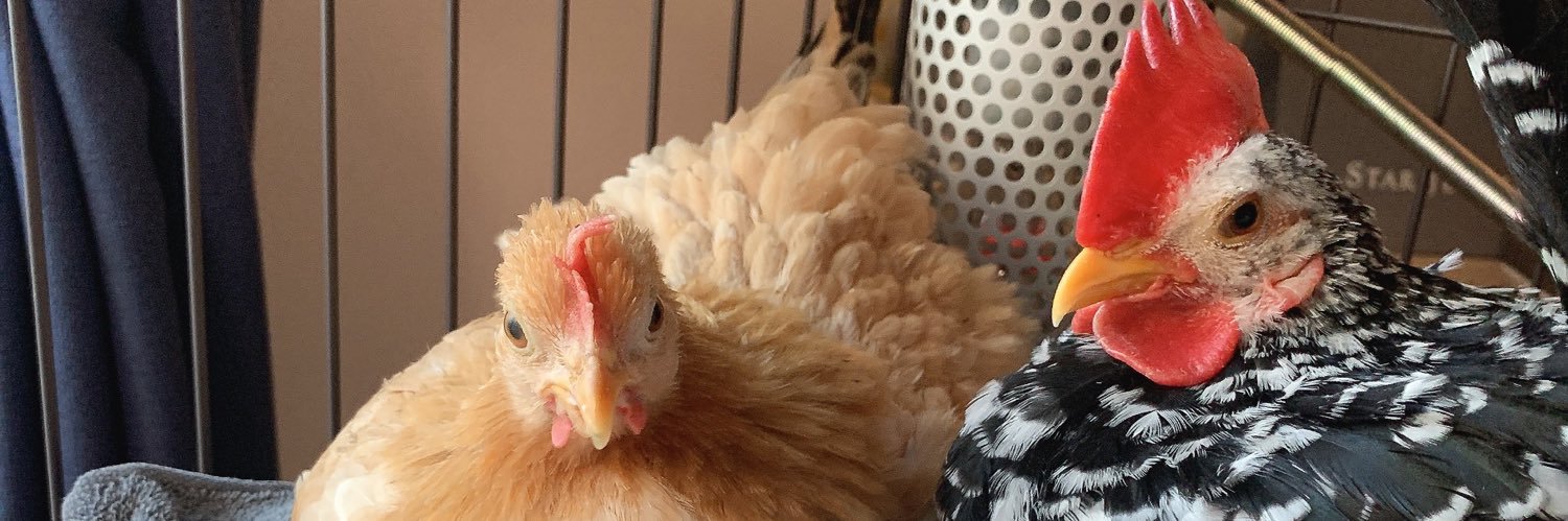 おかりーちゃん🐓と、まめファミリー's banner