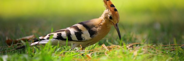 waarneming Profile Banner