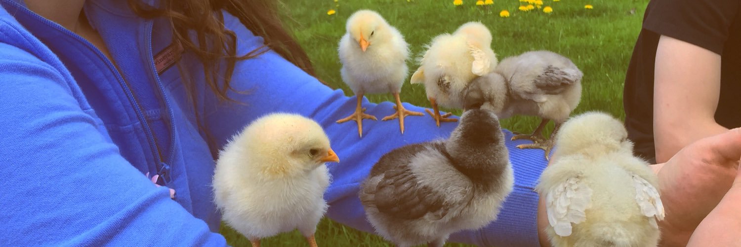 chicksofshaker's profile banner image