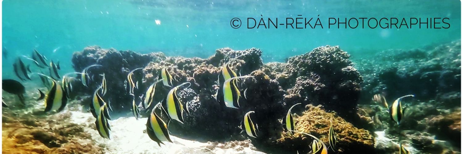 Dan_Reka's profile banner image