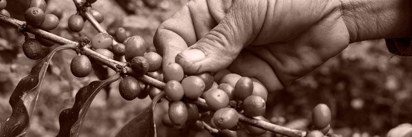 caffemonteAB's profile banner image