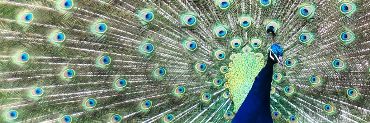 @pweiser 4 gov banner