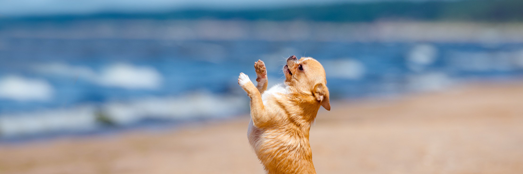 YoDoggyDogStore's profile banner image
