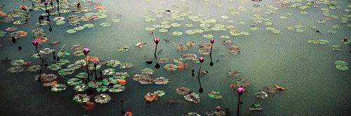 Promo Titania ❁ banner