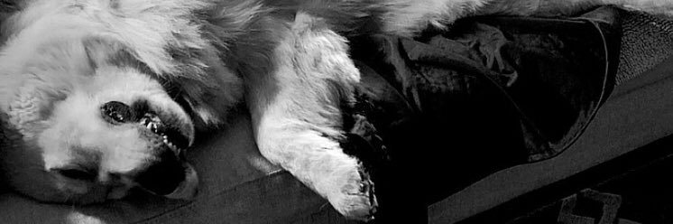 lucca 🍉 banner