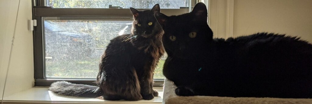 Meghan Leonard banner