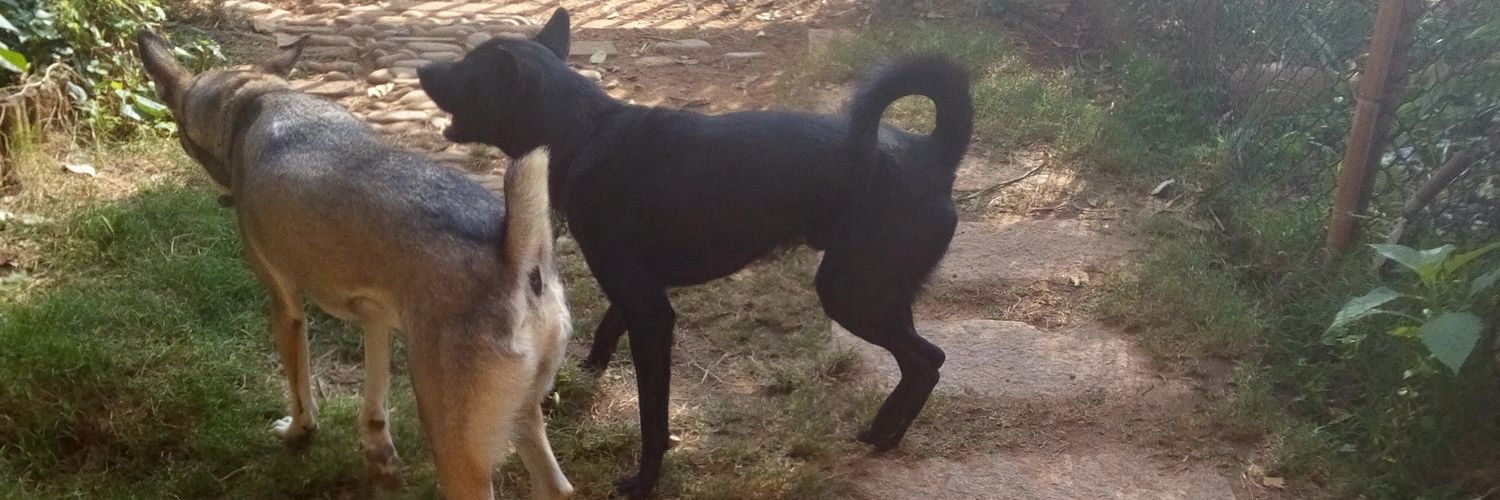 廢物姊姊，讓洛可的子彈再飛一會～ banner