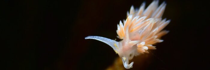 SeacucumberYu's profile banner image