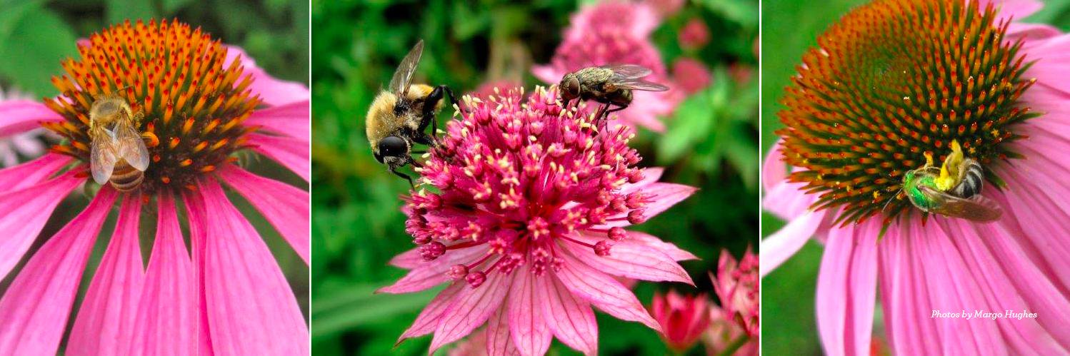 @PtboPollinators banner