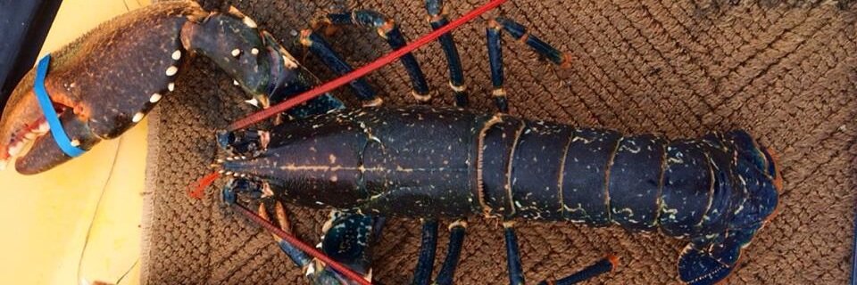 OceanMinded4's profile banner image