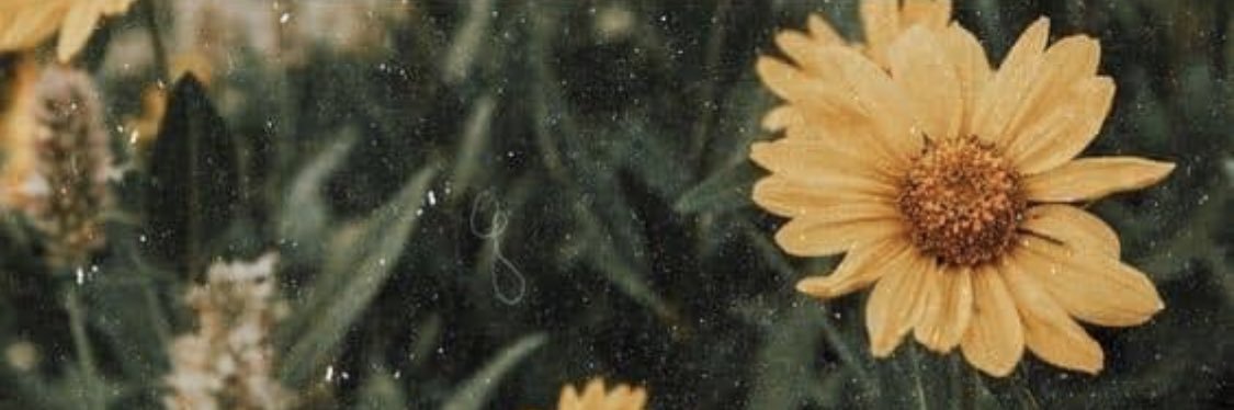 kallietaylor3's profile banner image