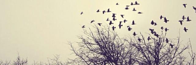 AnaAliceAbreu's profile banner image