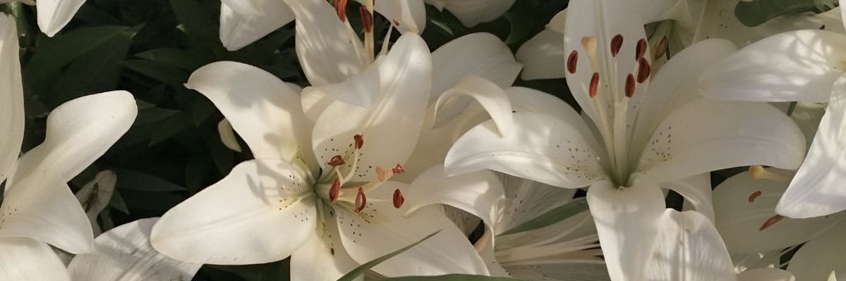_meliss444's profile banner image