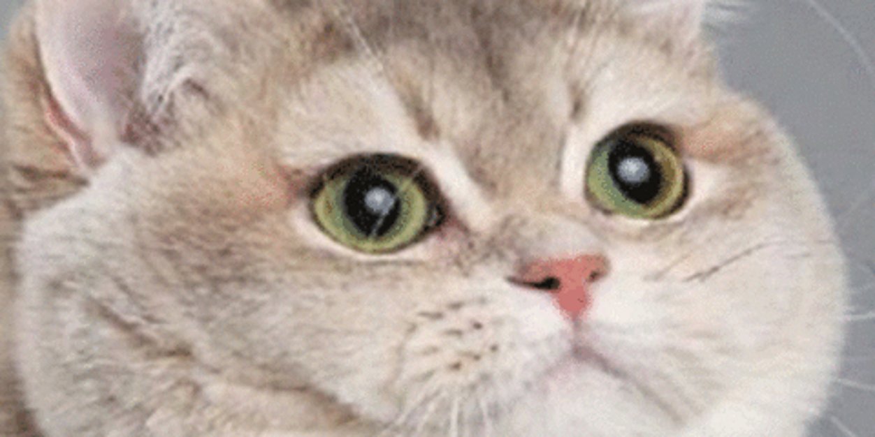 Floundrr Poundrr's banner