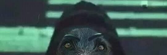 PERRONYMOUS 🐶🐻⭐ banner