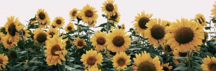 TessaRodman11's profile banner image