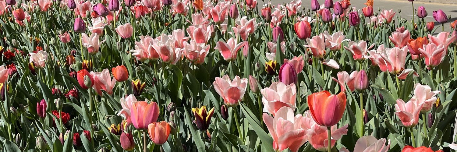 🌊🇺🇸Dunewalker is Voting for Dems 🇺🇸🌊 #FBR banner