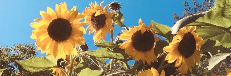 RileyCardozaa's profile banner image