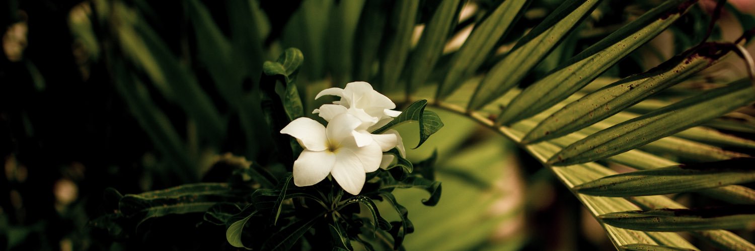 sujayadevi's profile banner image