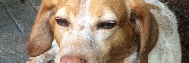 amelia_jerden's profile banner image