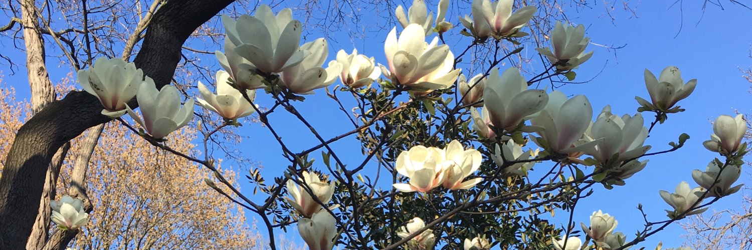 dilek_wi's profile banner image