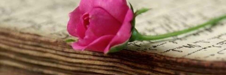halima7970's profile banner image