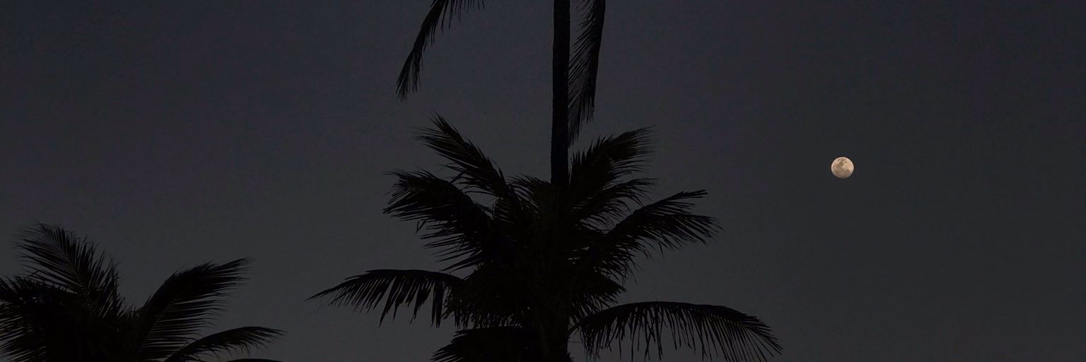 Temys Gaya 🌷 banner