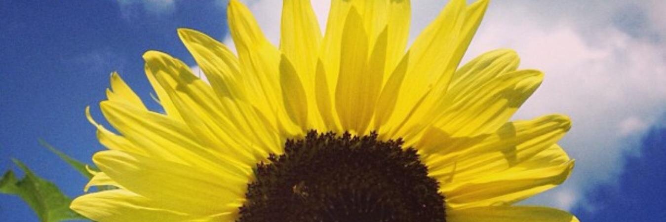 SBadgley's profile banner image