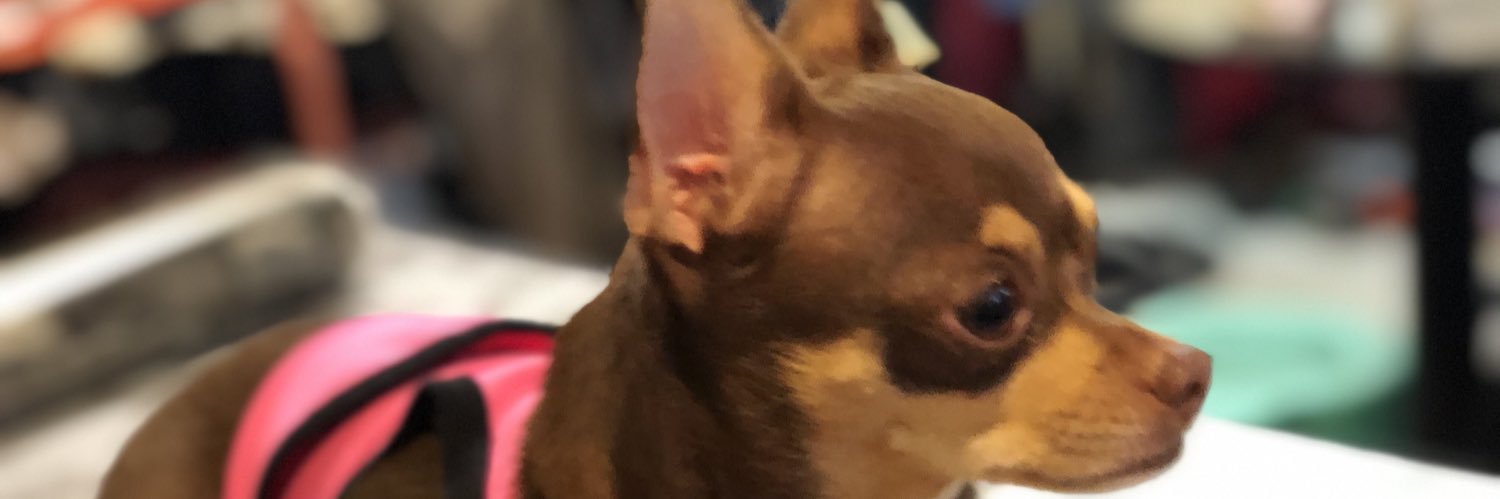 thisisisobel's profile banner image