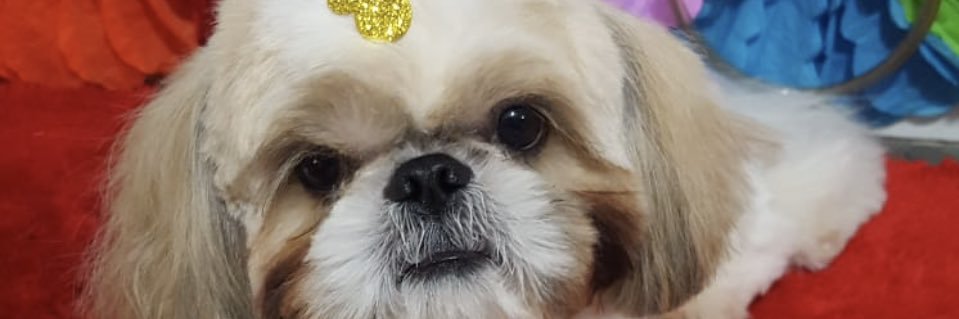 _biancawanlume's profile banner image