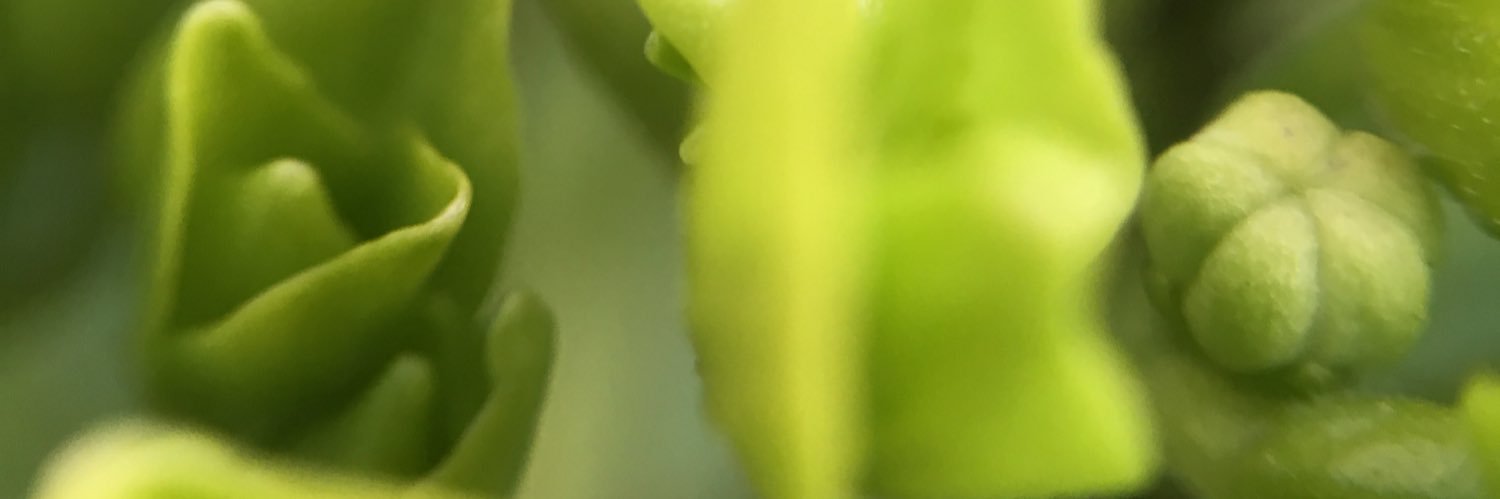 ArboldeLetras1's profile banner image
