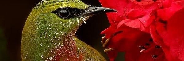 manoeltan's profile banner image