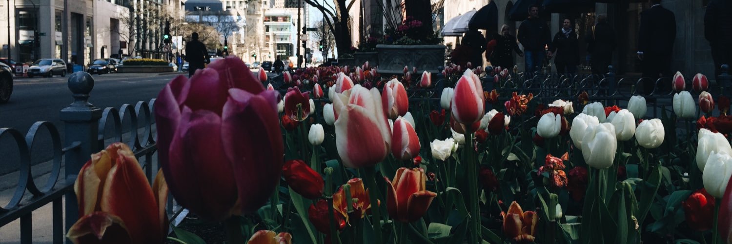 ana_nesin's profile banner image